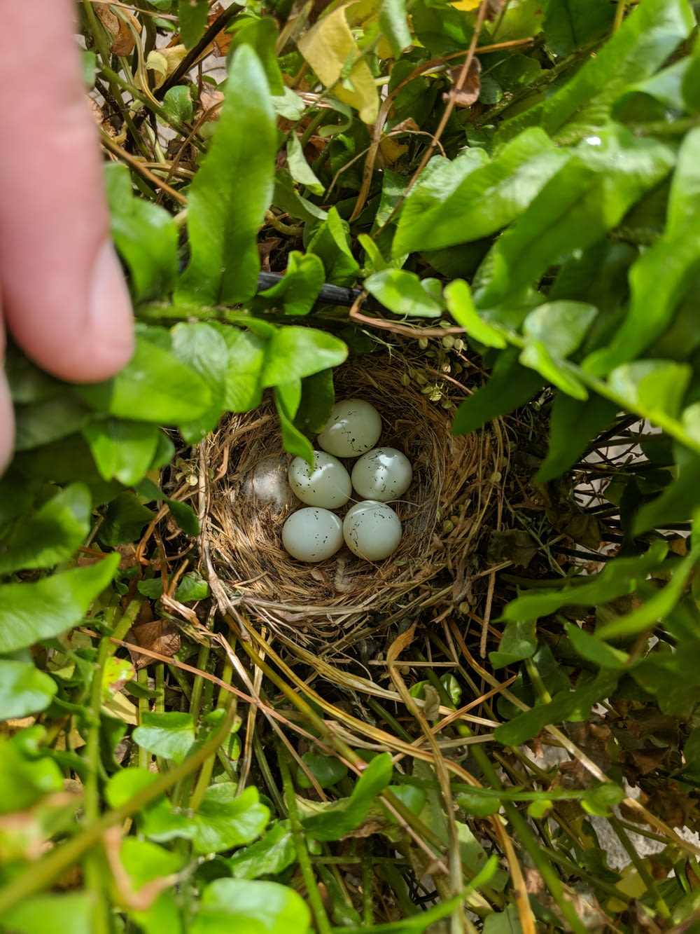 five birds egg on the nest