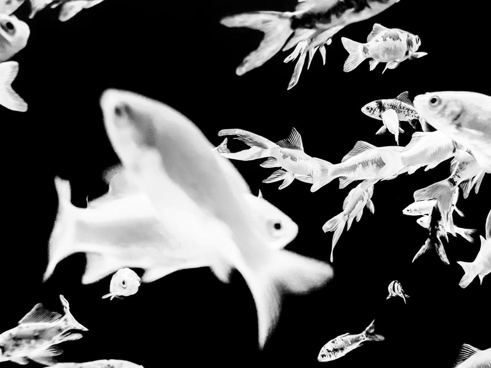 white and black fish wallpaper