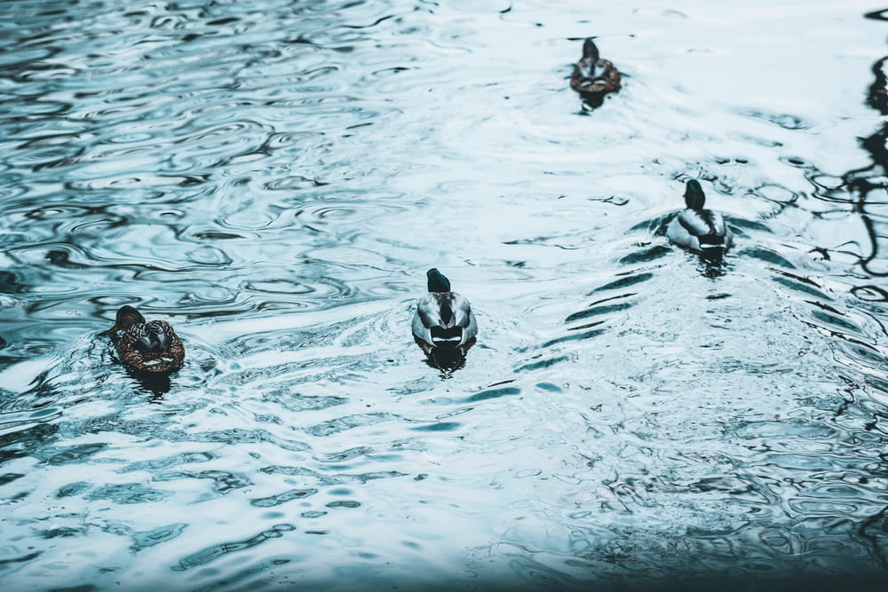 several mallard ducks on body of water