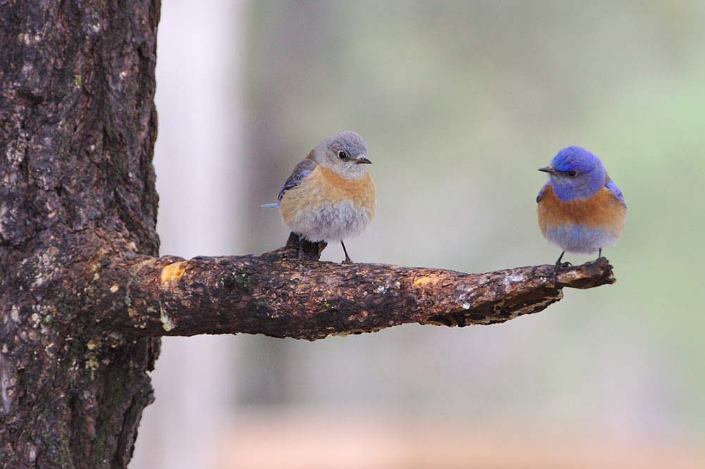 木の幹にとまる2羽の青い鳥