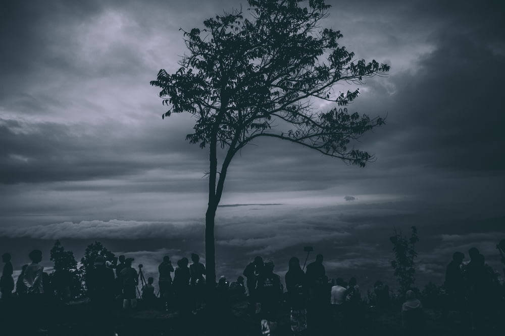 silhouette of people near tree