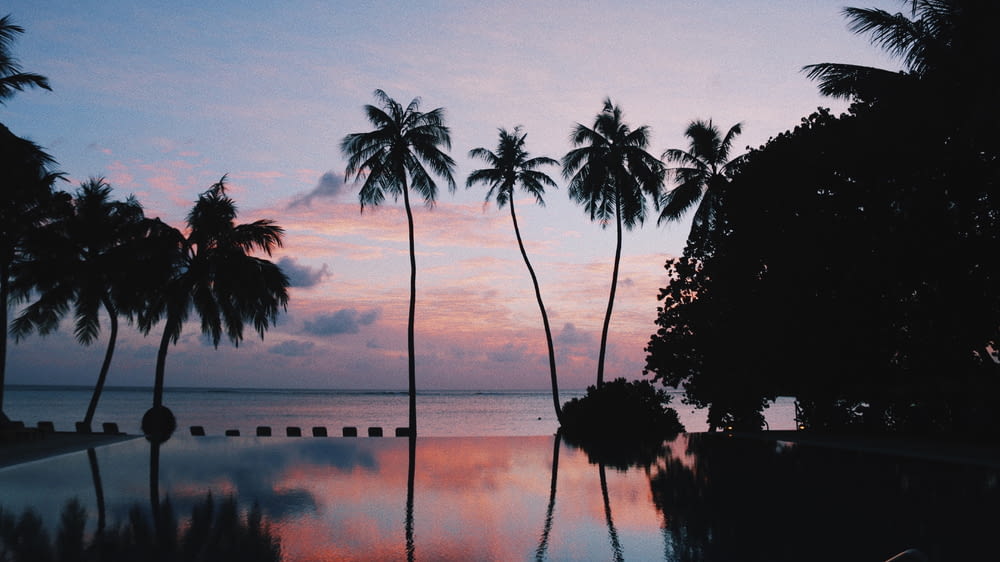 silhouette of coconut trees under sunset sky