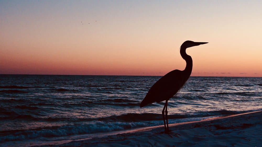 crane bird standing near seashore during sunset