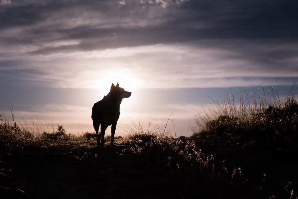 Silhouette d’un loup au lever du soleil