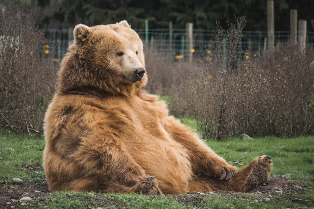 urso marrom sentado no campo de grama