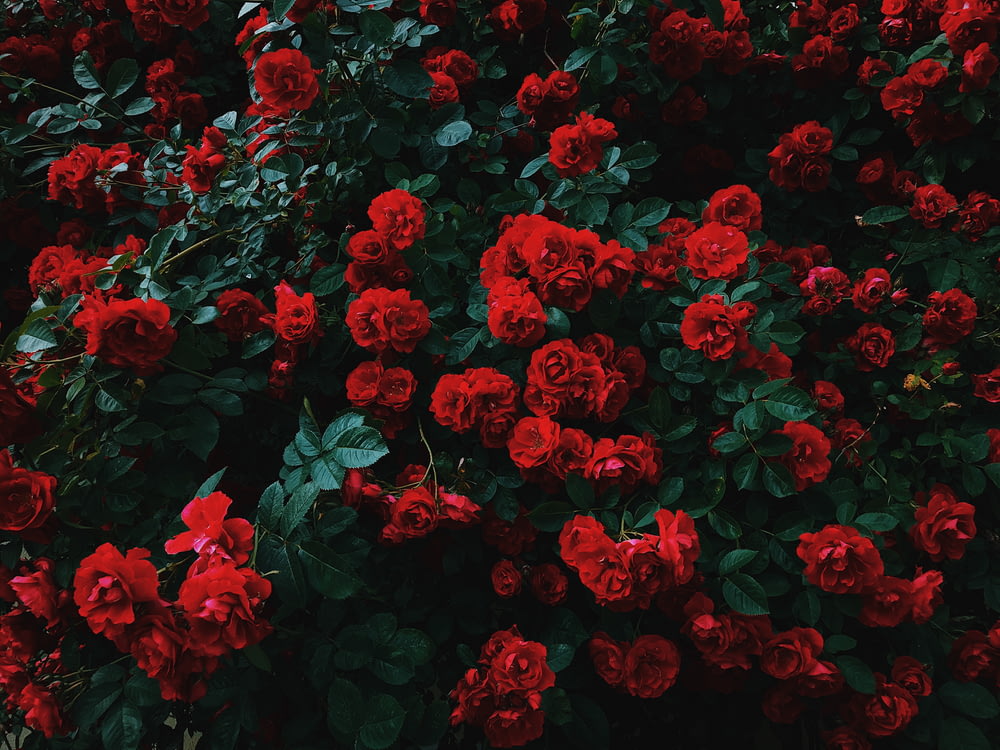 lecho de rosas rojas en flor