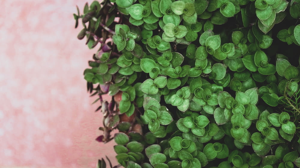 shallow focus photography of green plants