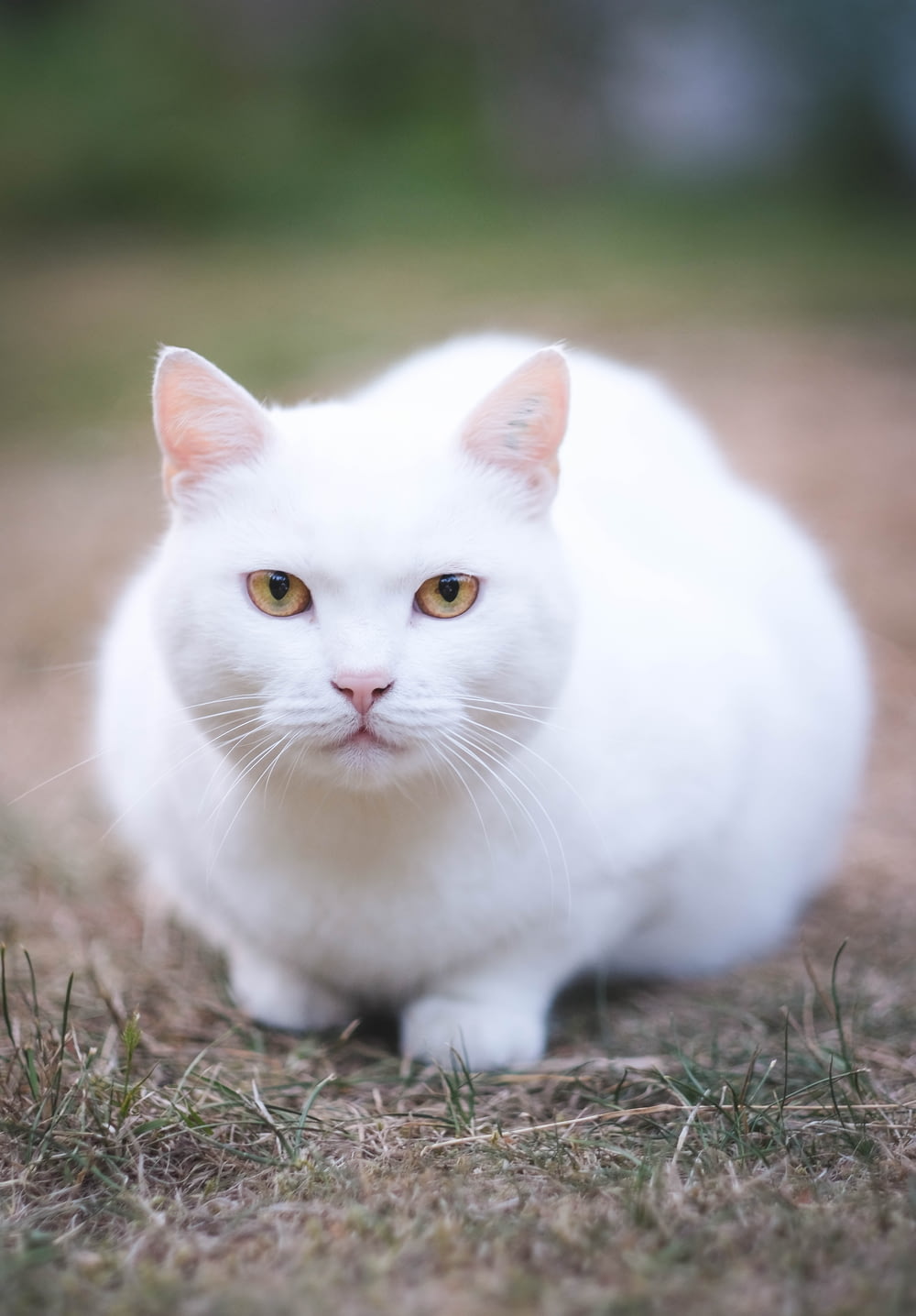 Photographie sélective de chat blanc