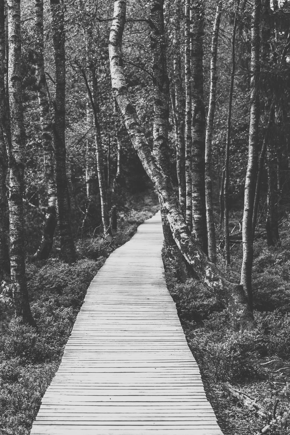 greyscale photo of pathway with trees