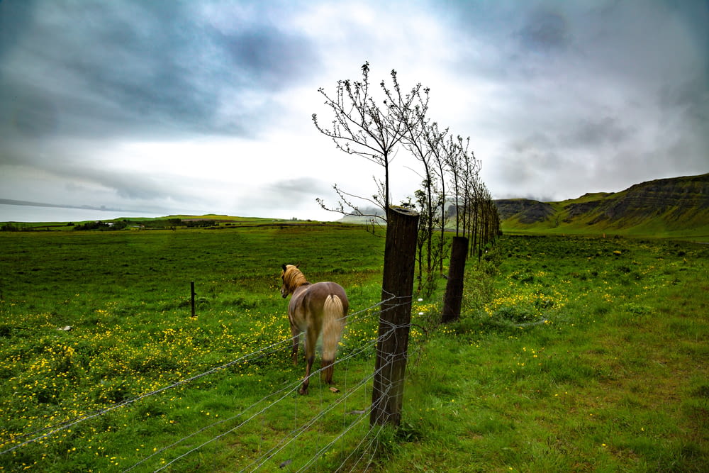 brown horse beside gray fence at daytime