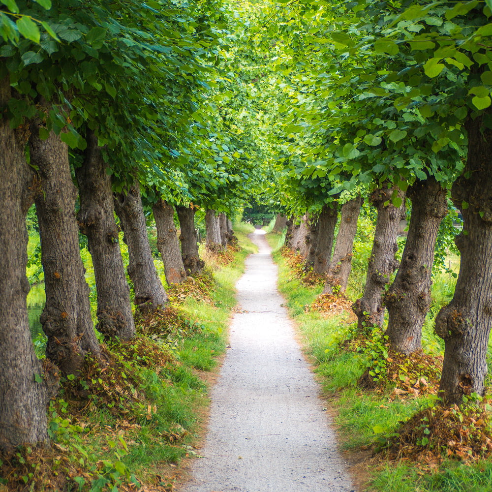 gray pathway between green leafed trees