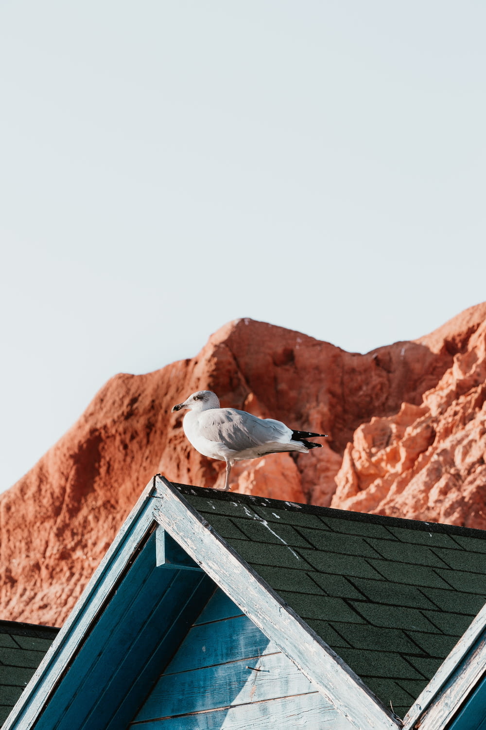 white seagull perching on roof