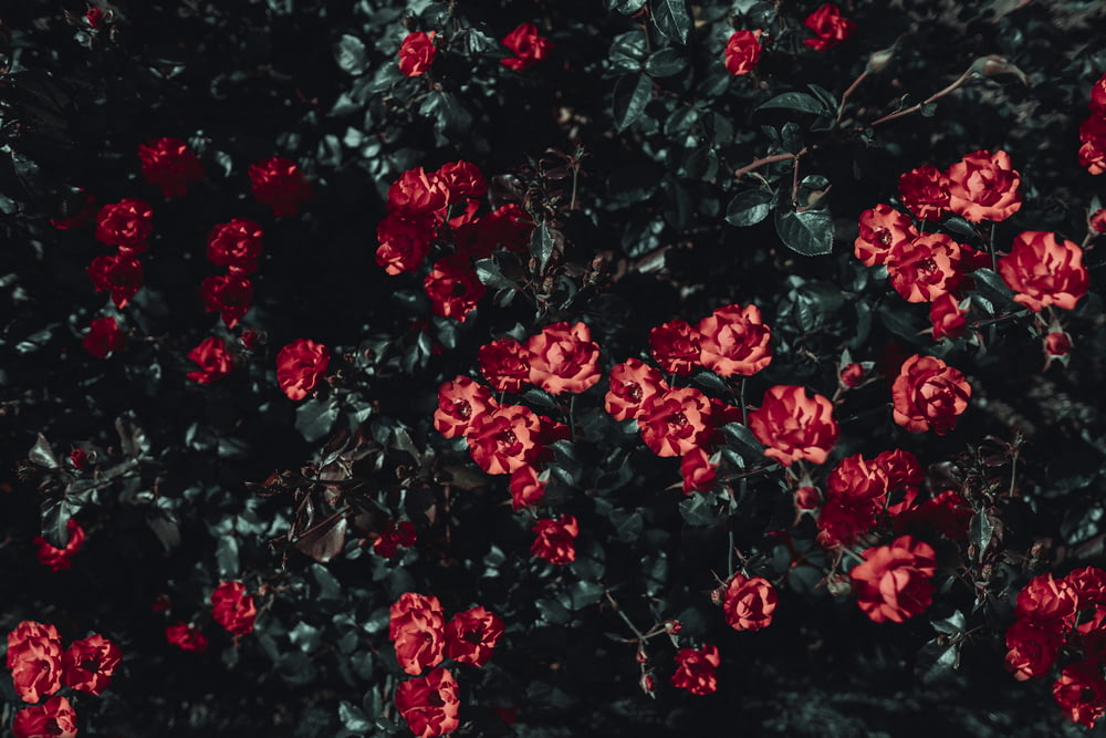 fiore petalo rosso