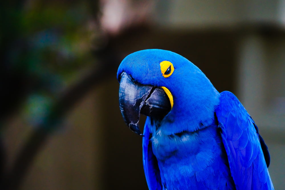 photo of blue and yellow macaw bird