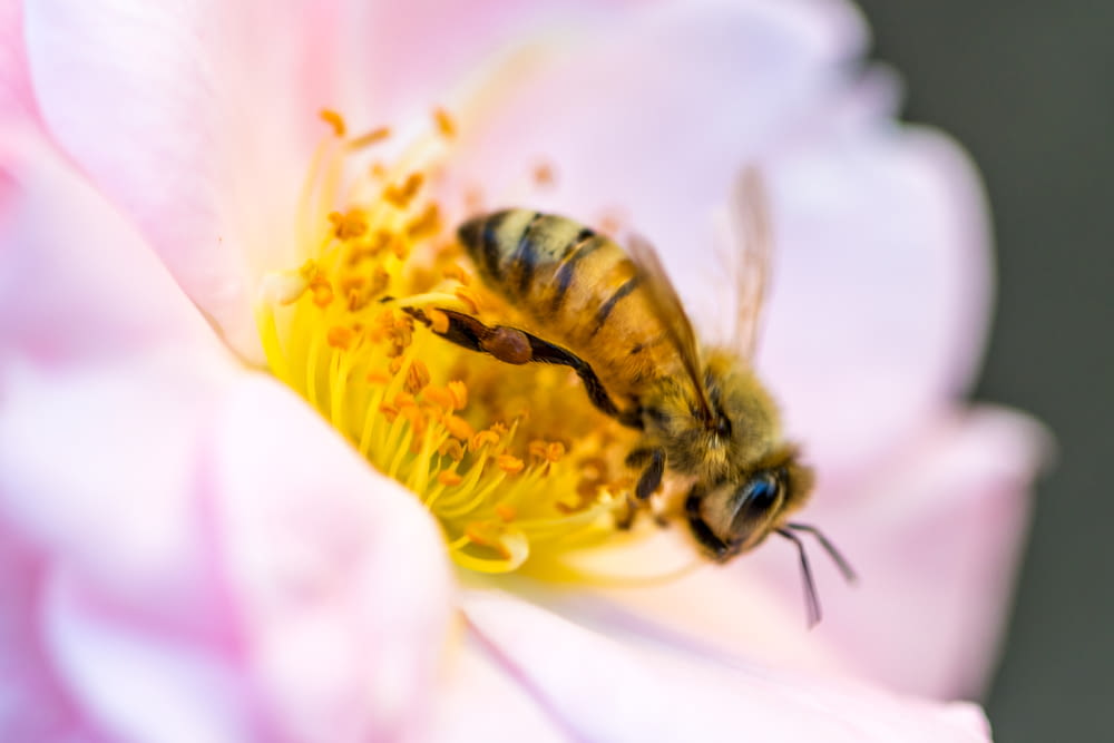 Photographie sélective de l’abeille jaune perchée sur le pollen de fleur