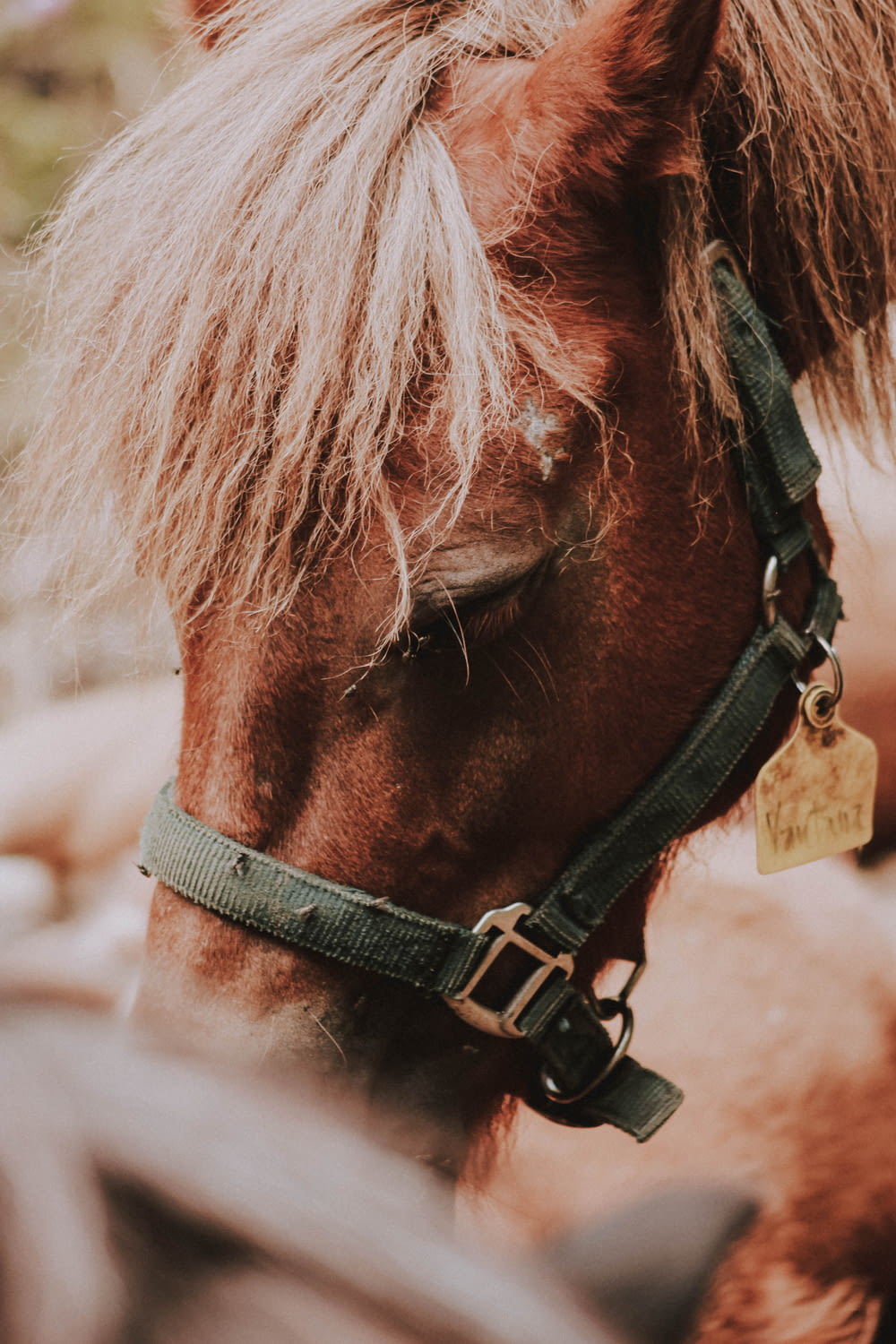 shallow focus photography of horse's face