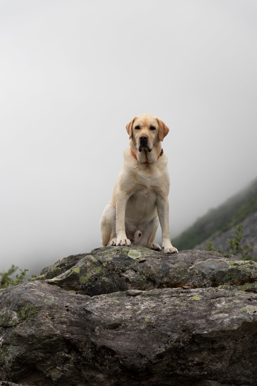 Un perro sentado en la cima de una gran roca