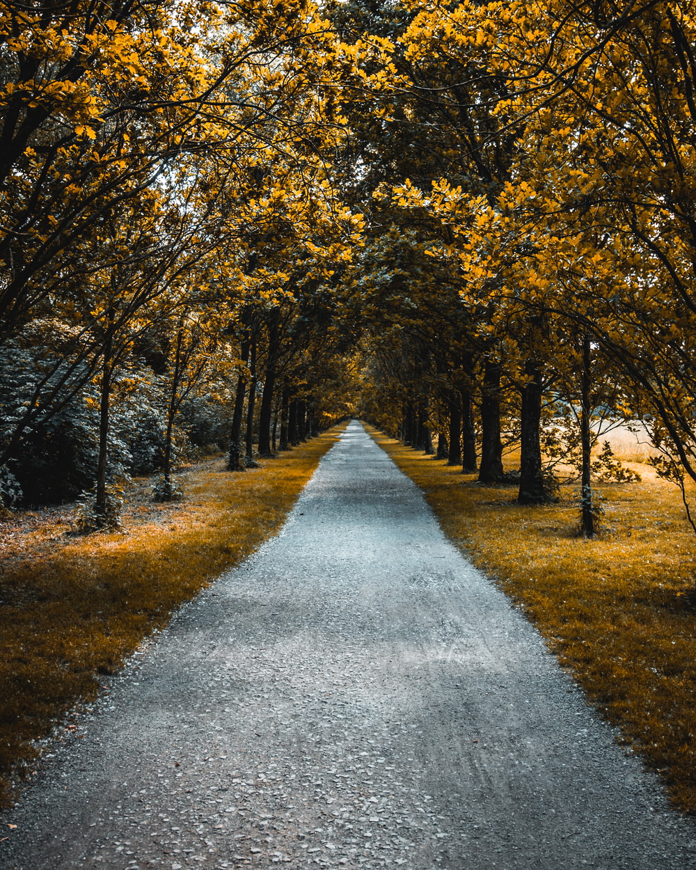 pathway between of brown leafed trees