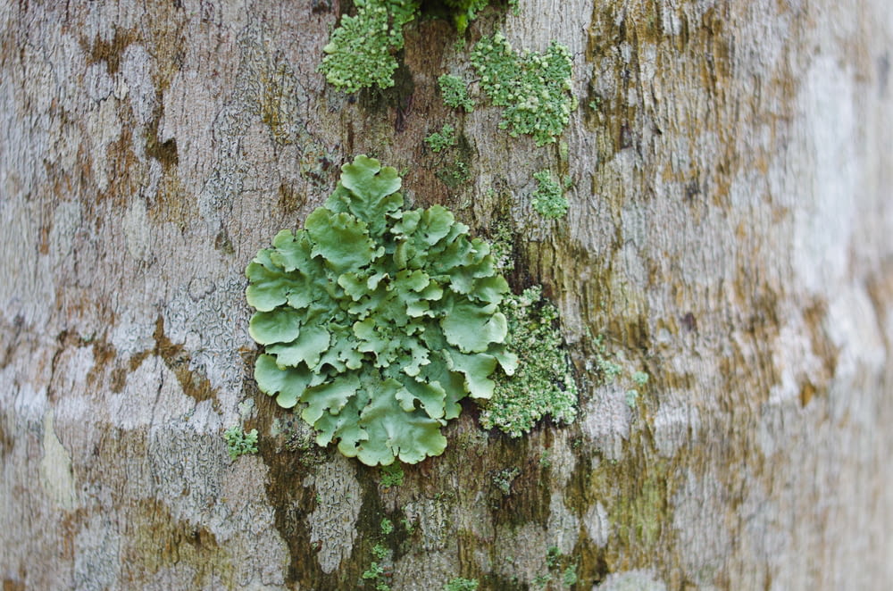 green algae on tree trunk
