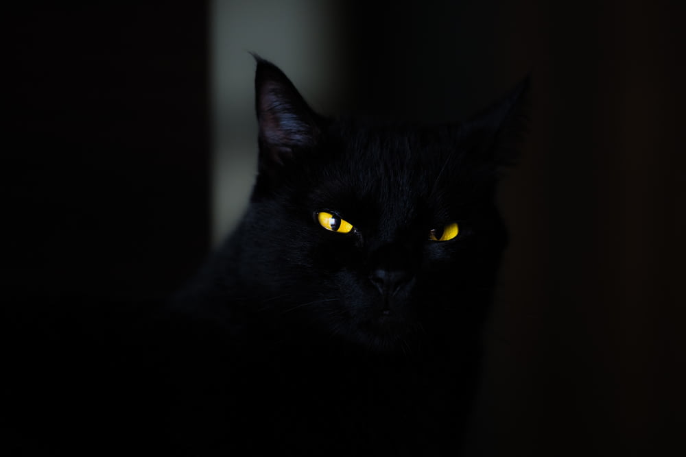 Foto de primer plano del gato negro
