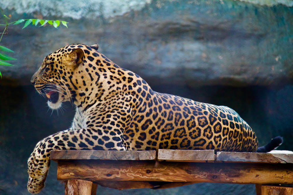 leopard lying wooden surface