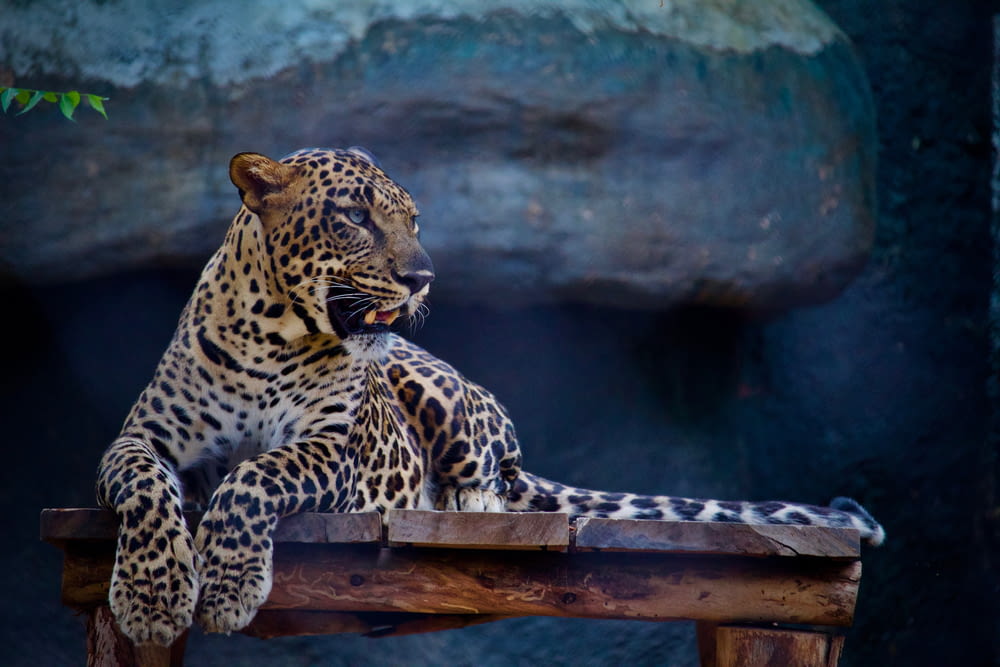 Leopard auf Tischplatte