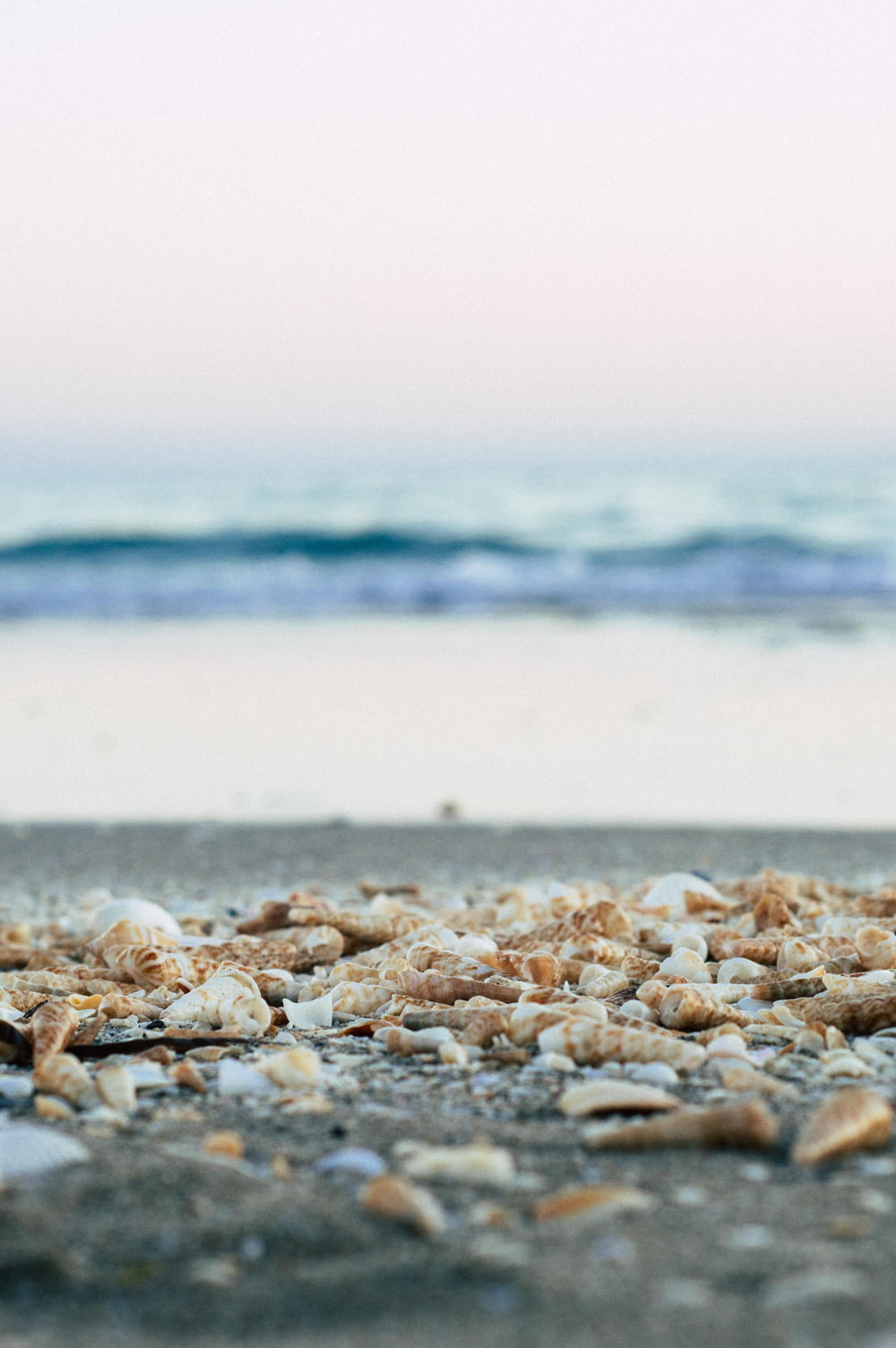selective focus photography of seashells at seashore