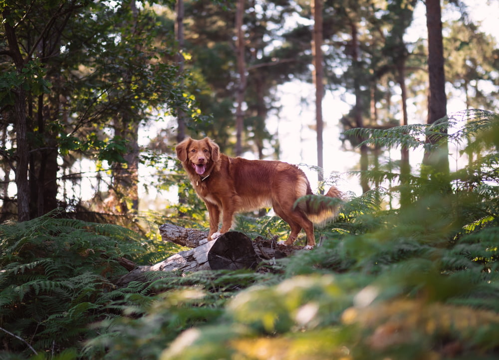 Cão marrom de pelo longo na floresta