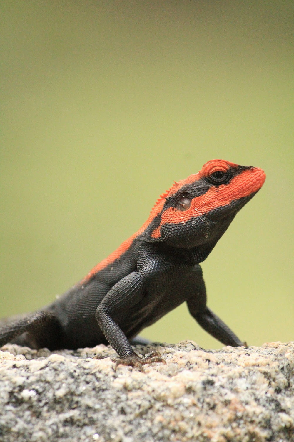 macro shot of black and red bearded dragon