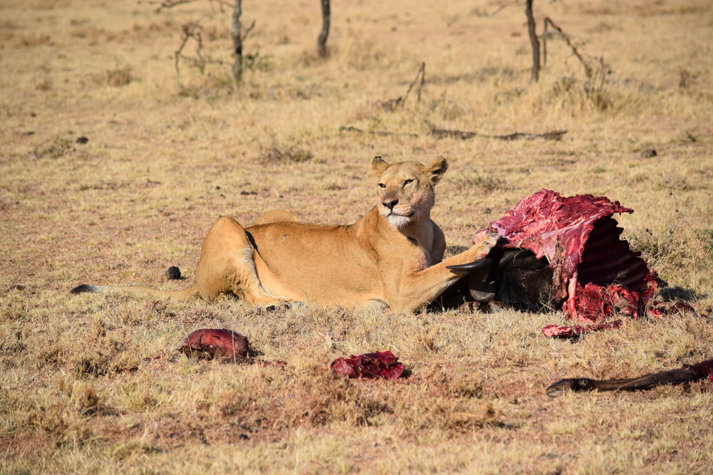 動物の肉を食べる雌ライオン