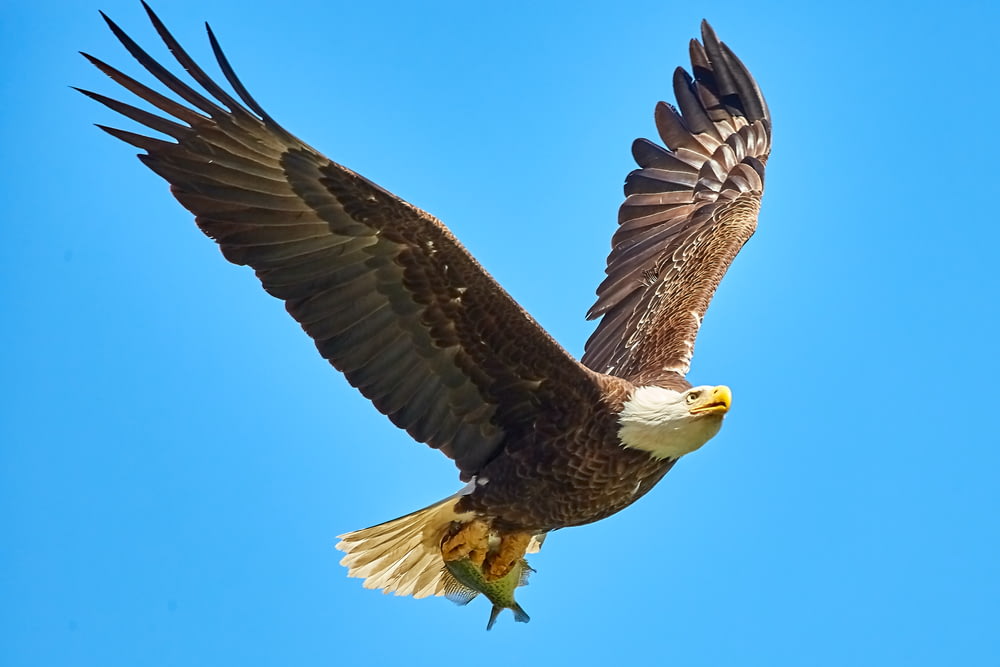 Aquila calva americana che vola nel cielo
