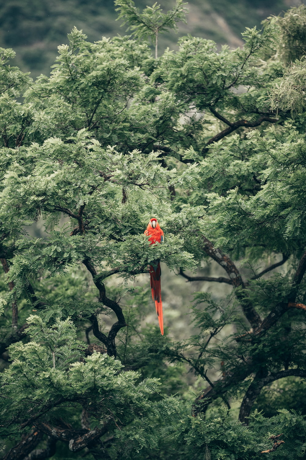 short-beak red bird on tree