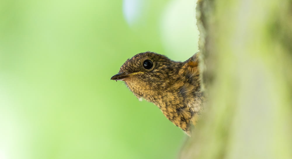macro shot of brown bird on tree branch