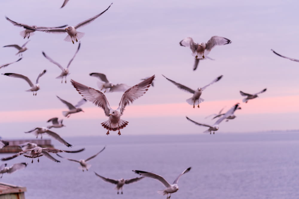 birds flying during blue hour