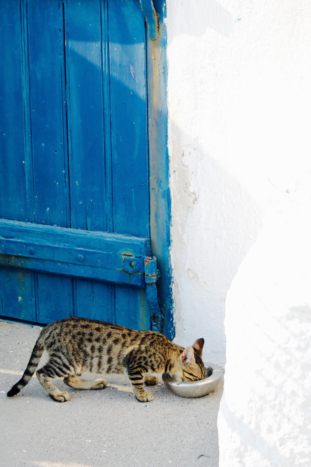 brown tabby cat eating beside wall