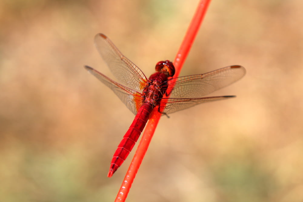 red firefly on red stick