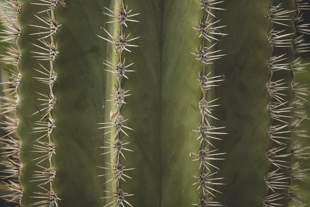 macro photograph of cactus plant