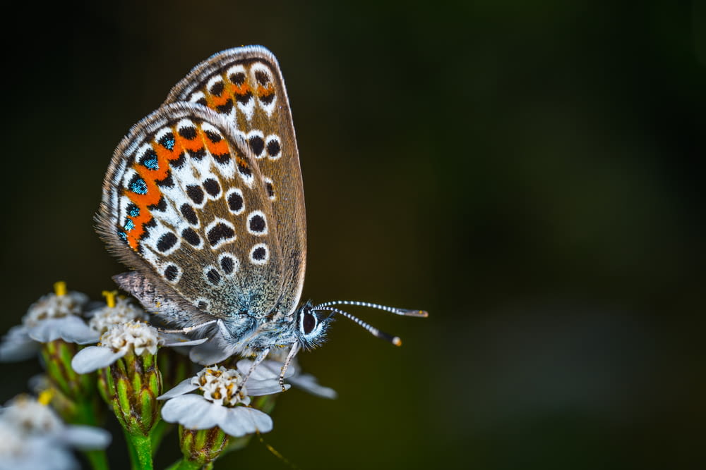 selective focus photography of brown and orange butterfly