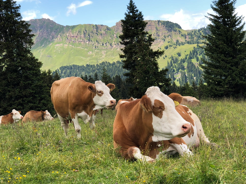 troupeau de bovins sur un champ d’herbe pendant la journée