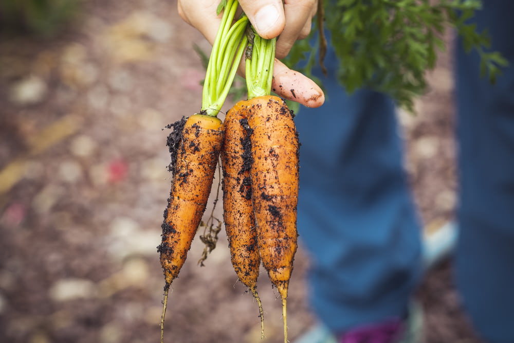 person holding carrots
