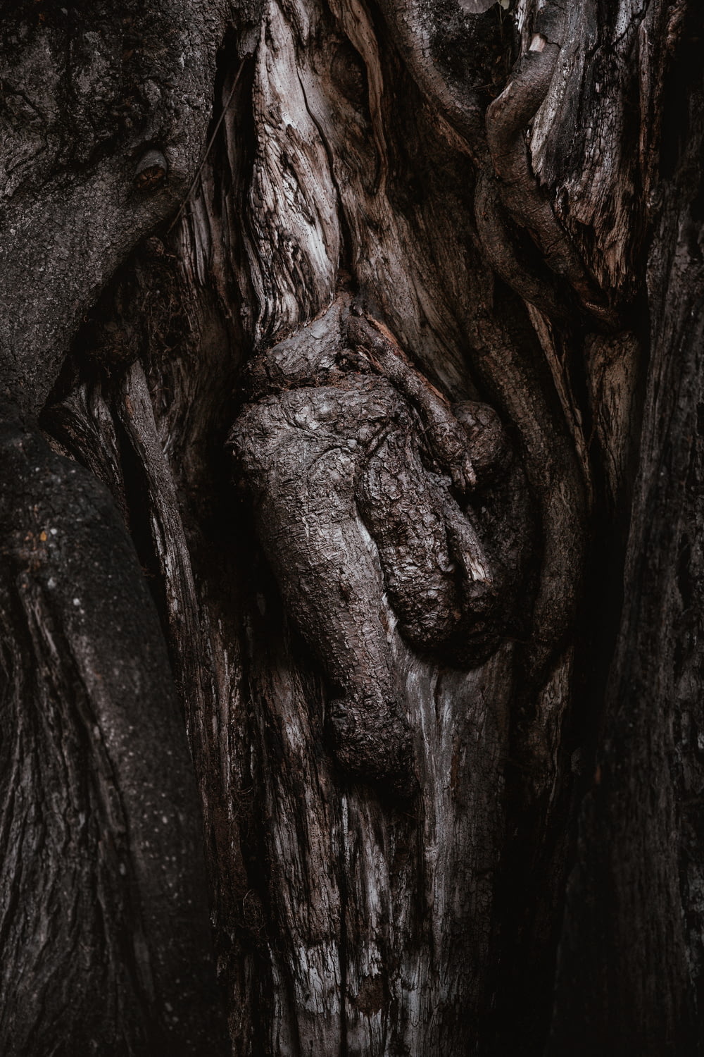 close up photography of tree trunk