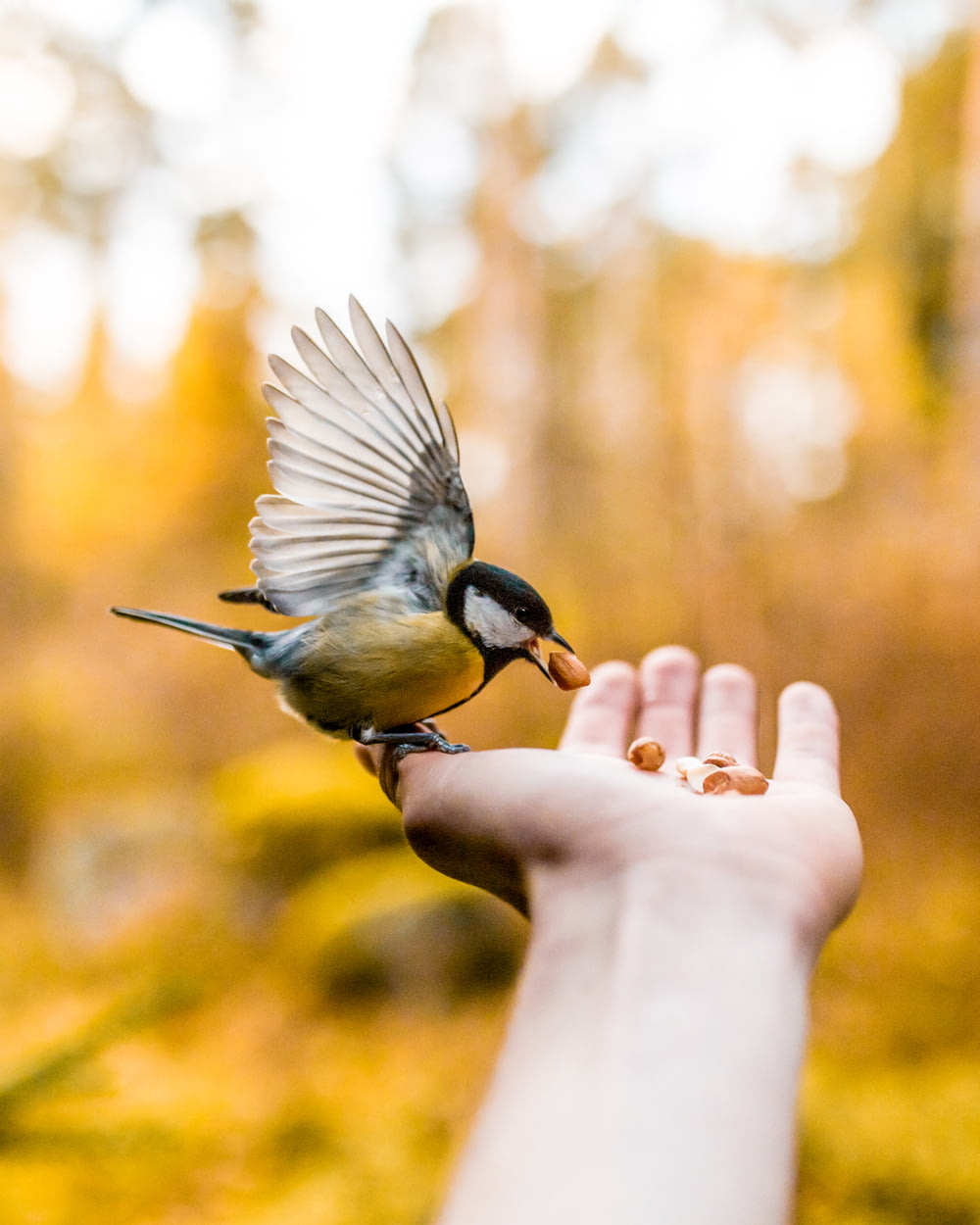 Photo d’oiseau brun et noir sur la paume de la main de la personne mangeant un aliment