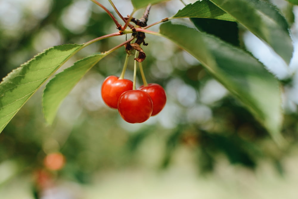 selective focus photography of red cherries