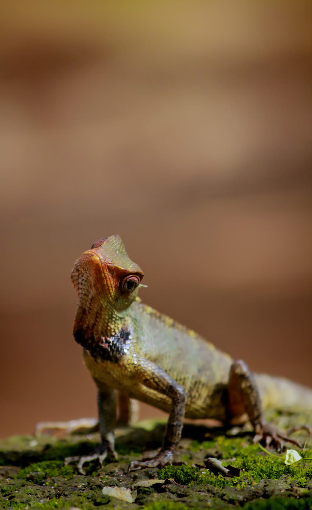 shallow focus photo of reptile
