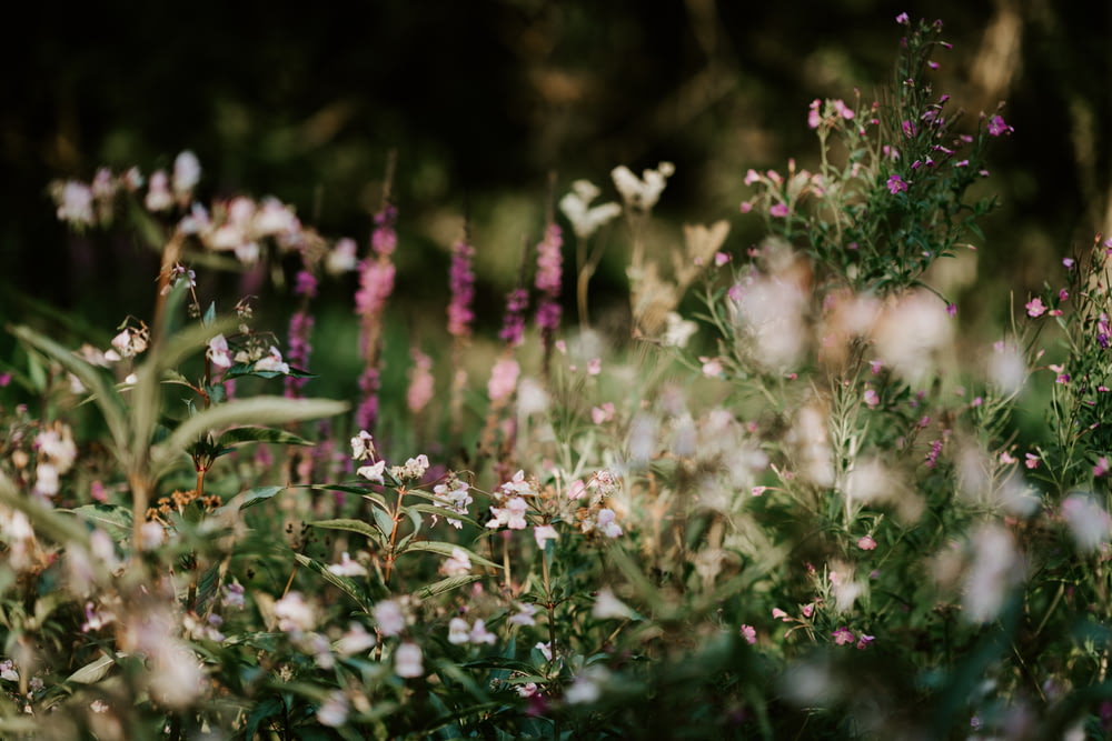 campos de flores brancas e roxas