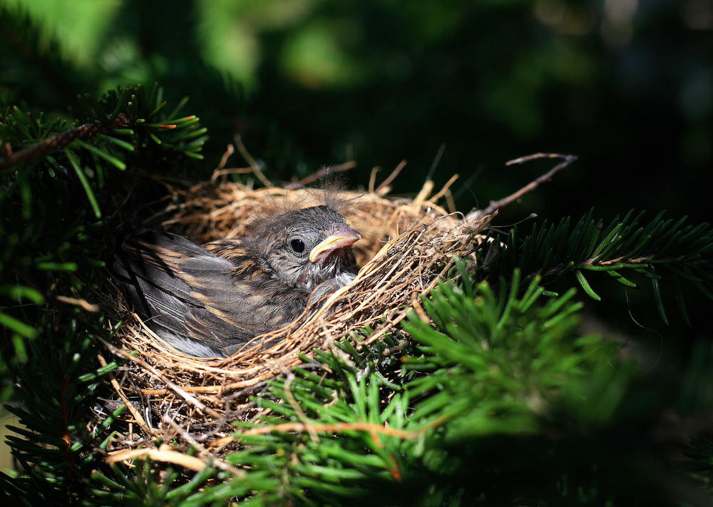 Photographie sélective de mise au point d’oiseau noir sur un nid d’oiseaux