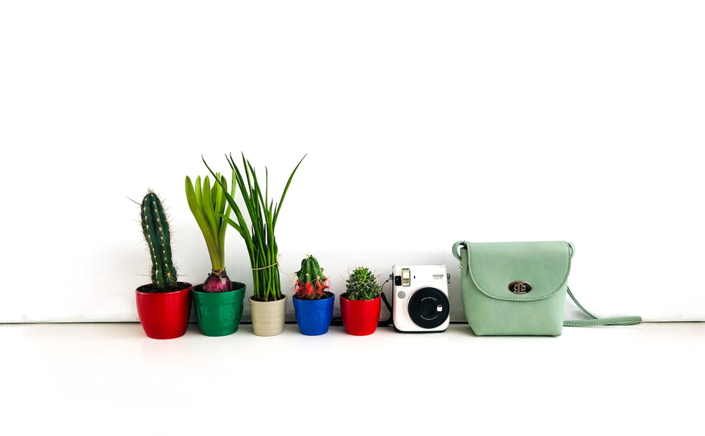 photography of potted plants beside instant camera and bag