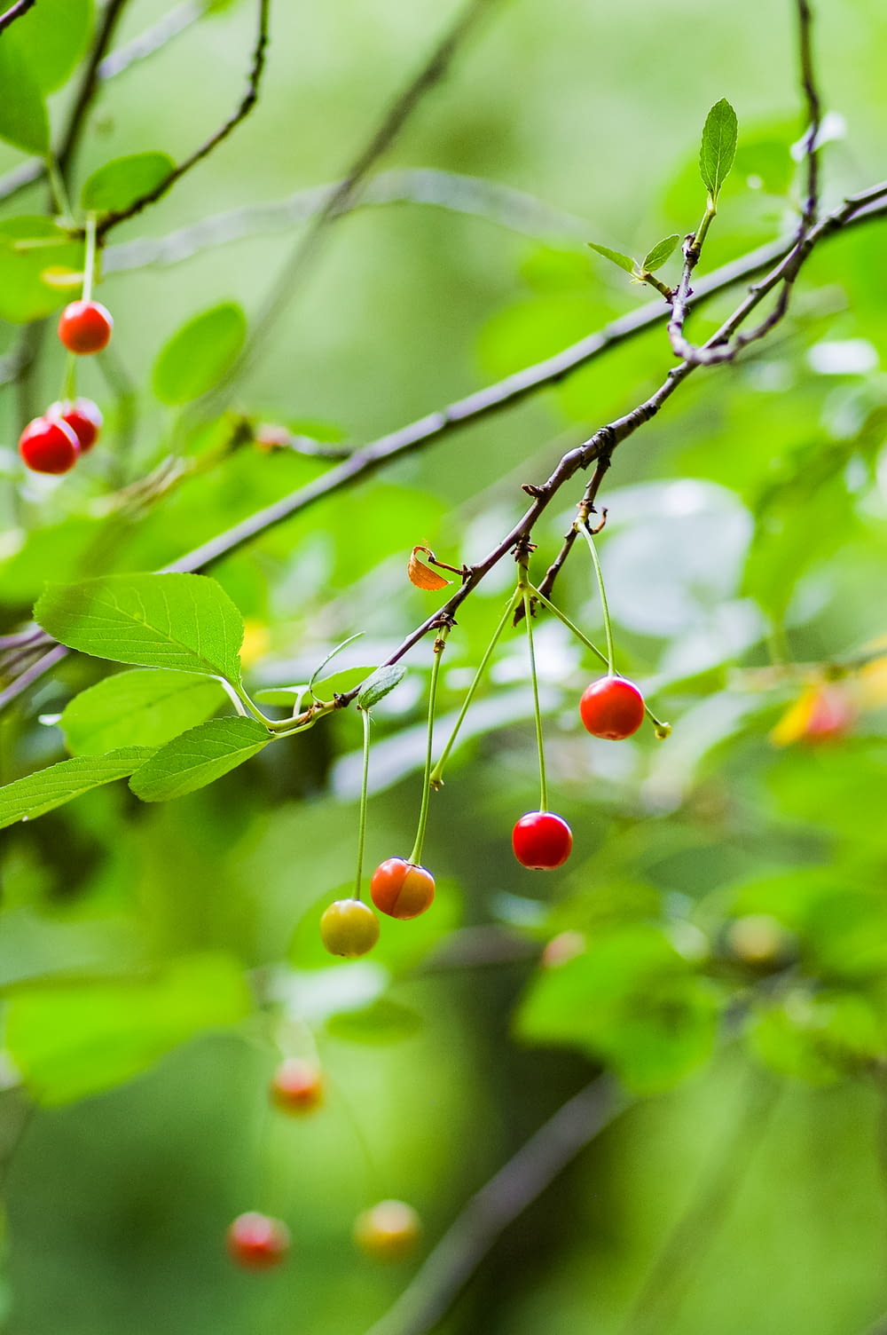 small round red and yellow fruits
