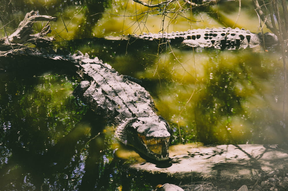 two gray crocodiles on body of water