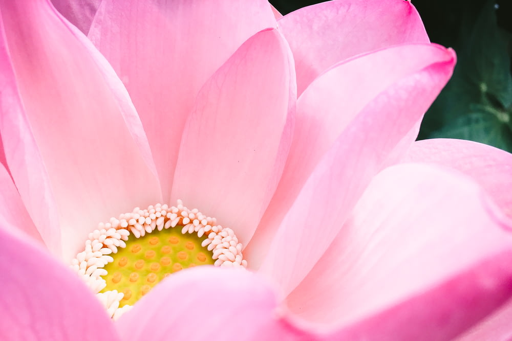 Nahaufnahme mit selektivem Fokus von rosa Blütenblättern